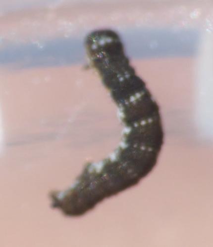 Réf. 281 088 : Lycia hirtaria
